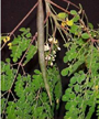 Moringa_oleifera-modern-herbal