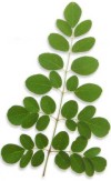 moringa-oleifera-mh5